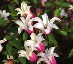 Clematis Queen Mother Småblommig och klättrar med bladskaften.