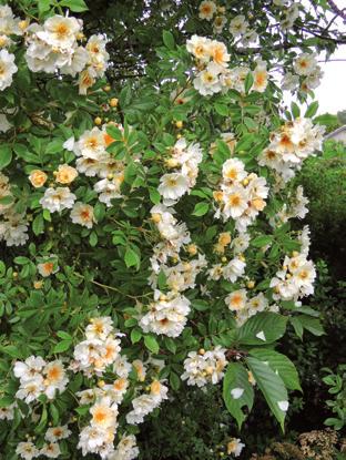 Fin att plantera vid träd eller buskar. H: 3-4 m. Blommar i juli-sep. Läge: sol-halvskugga.