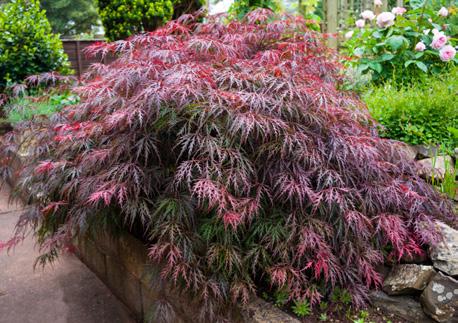 Zon 1-2. 70:- Japansk lönn Acer palmatum Atropurpureum Vacker buske med mörkröda blad.