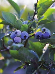 De innehåller inte bara antioxidanter utan också ämnen som sänker