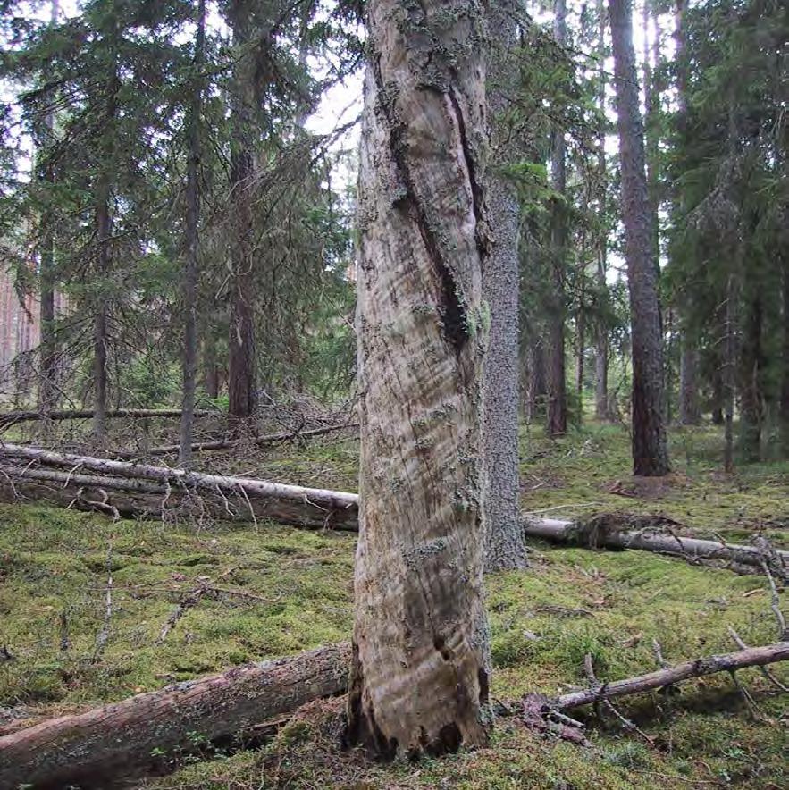 reviderad/fastställd