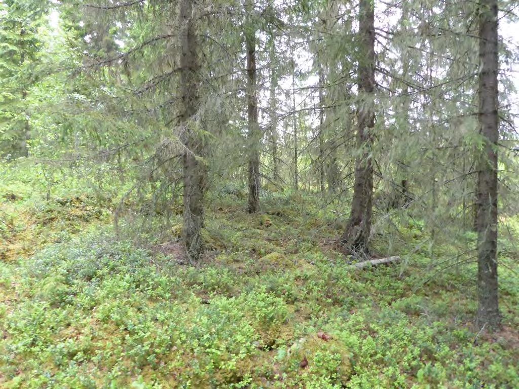 Delområde 13 Storlek: 4 ha Allmän beskrivning Remsa med äldre skog i en nordsluttning omgiven av hyggen och ungskog.