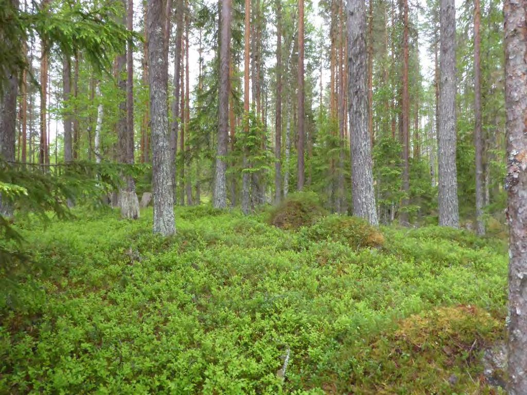 Naturvårdsarter - Påverkan Tydlig påverkan av äldre skogsbruk (dimensionsavverkning).