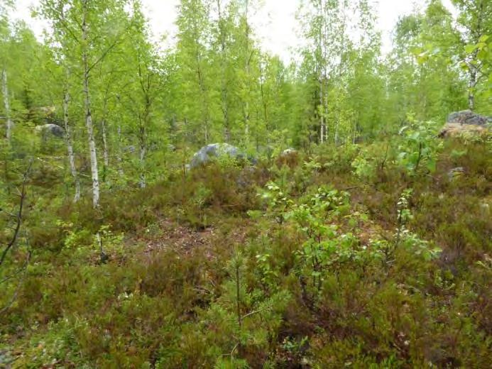 Delområde 16 Tät lövrik ungskog