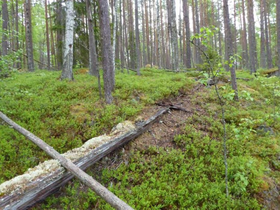 Delområde 18 Storlek: 5,5 ha Andra källor Skogsstyrelsens Skogens pärlor och Artportalen Allmän beskrivning Äldre talldominerad skog på blockrik mark i en sydsluttning med ett ganska tätt skikt av