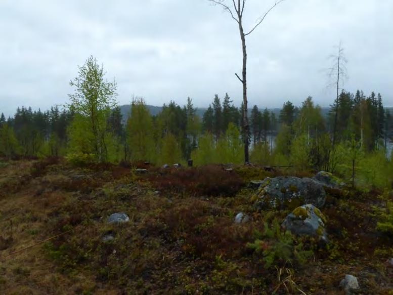 Delområde 1 Hygge/ungskog med en del kvarlämnade äldre