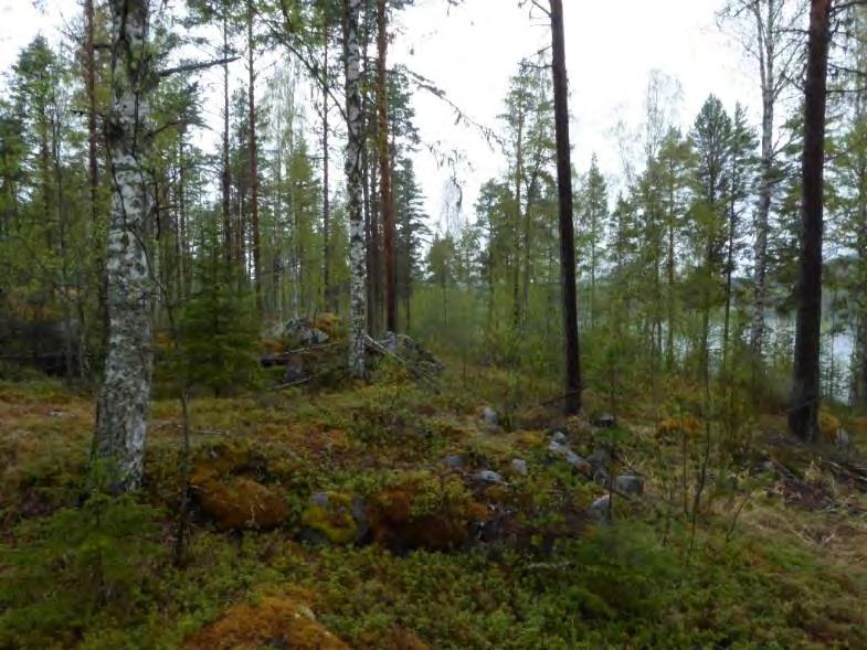 Delområde 2 Lövrik ungskog med tallöverståndare på cirka 80