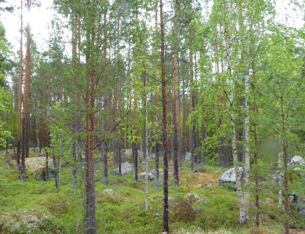 Delområde 3 Storlek: 5,5 ha Allmän beskrivning Brukad skog med ett ganska tätt skikt av 80-100 årig tall, död ved är helt bortstädat, en del ny död ved, sprängticka på björk.