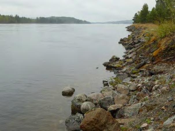 Äldre träd i ställverks- och kraftledningsområdet närmast kraftverket inom delområde 4.