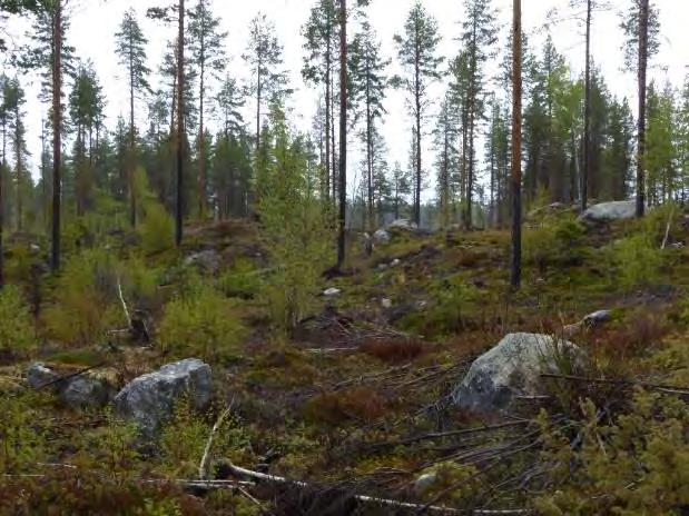 Delområde 6 Ungskog med tallöverståndare på cirka 100 år.