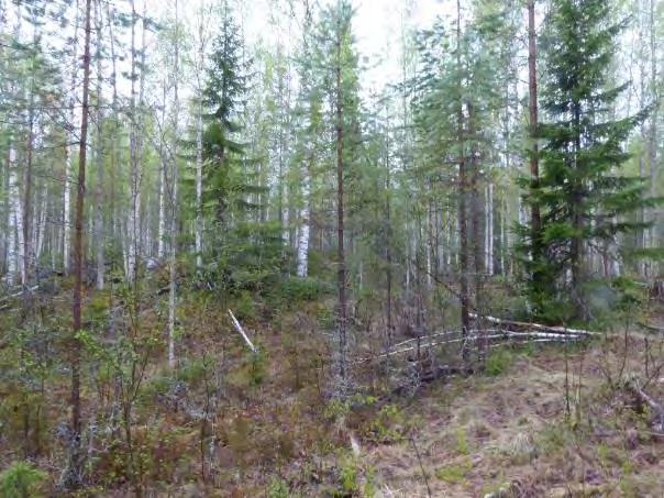 tallöverståndare. Obetydligt biotopvärde Figur 7.