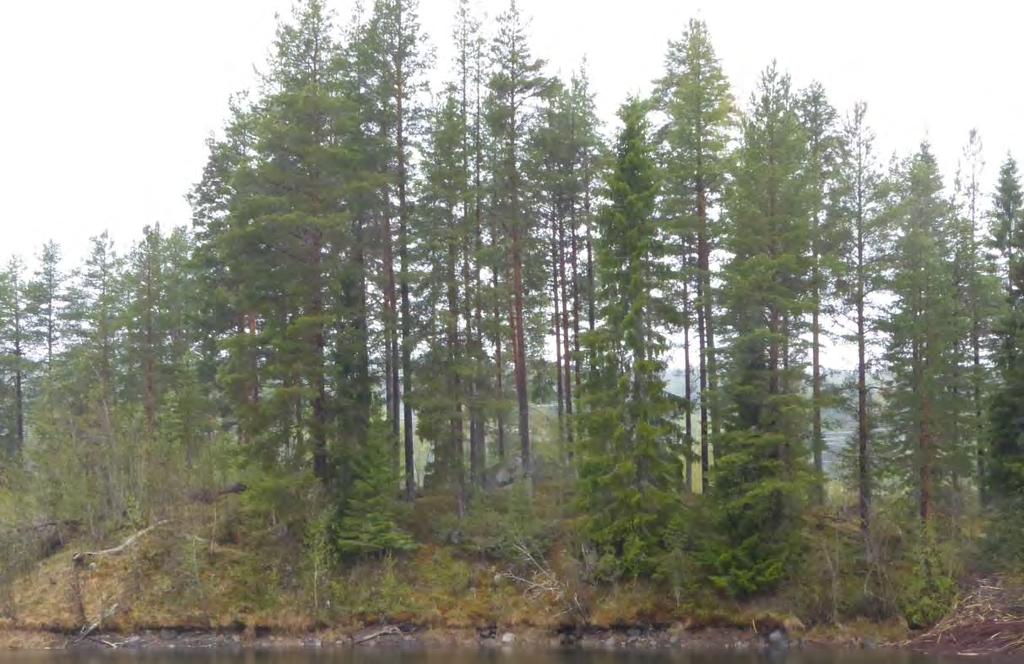 Delområde 9 Storlek: 1,5 ha Allmän beskrivning Äldre skog på några små åsryggar i kraftledningslandskapet. Både tall och gran och cirka 100- åriga träd.
