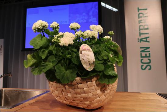 Årets pelargon Kronprinsesse Mary Det är med stor sorg vi har fått meddelandet att vår medarbetare Lars Davidsson i FFFs styrelse hastigt har lämnat oss.