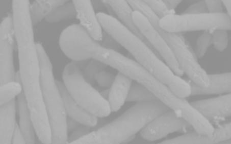 Effek%vare biogasproduk%on Samband mellan process och mikrobiologi Anna Schnürer