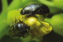 Rapsbaggar Metabolisk resistens Resistenta insekter kan avgifta eller förstora giftet snabbare än känsliga insekter.