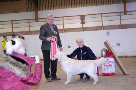 BIS Finalen 1 Golden retriever NO JV-16 Dream Max King Willem-Alexander SE51349/2015 FÖDD 2015-08-23, E. SE VCH DK CH(U) C.I.E. Beethoven Of The Hellacious Acres, U.