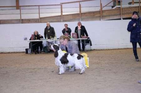 3 Engelsk springer spaniel NO UCH SE U(U)CH WW-17 Barecho You Rock My World SE28715/2016 FÖDD 2016-04-27, E.