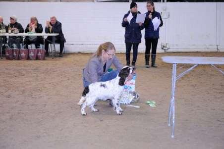 4. Engelsk springer spaniel Barecho Jackpot Joy SE55106/2018 FÖDD 2018-10-10, E.