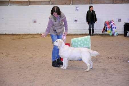 Valpklass 2 1 Golden retriever Golden Caramel Drama Queen SE42211/2018 FÖDD 2018-07-22, E.