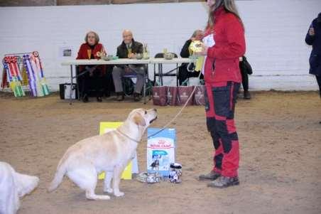 3 Labrador retriever Sincher's Dance With The Shoes Off SE47182/2018 G FÖDD 2018-07-13, E.