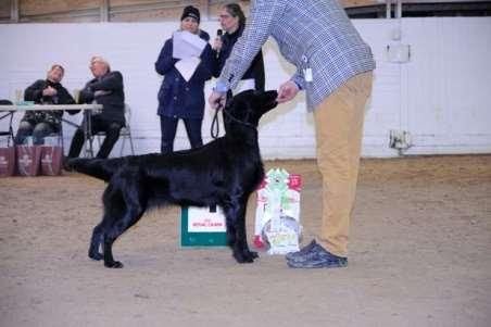 ES CH Freixenet's Ad Astra, Uppf Bergsköld Gregestam Birgitta, Grödinge, Ägare Bergsköld Gregestam Birgitta, Grödinge 4 Flatcoated retriever