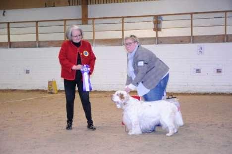 BIS veteran 1 Clumber spaniel SE U(U)CH SE V-17 SE VV-17 SE VV-18 Diabf Baltimore Bracer S29403/2009 FÖDD 2009-03-18, E.