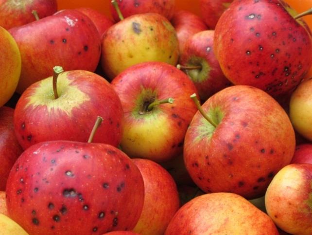 Utblick I Kina och Japan skyddas frukterna genom att sätta påsar på varje äpple från 3 4 veckor efter kartbildning till strax före skörd.