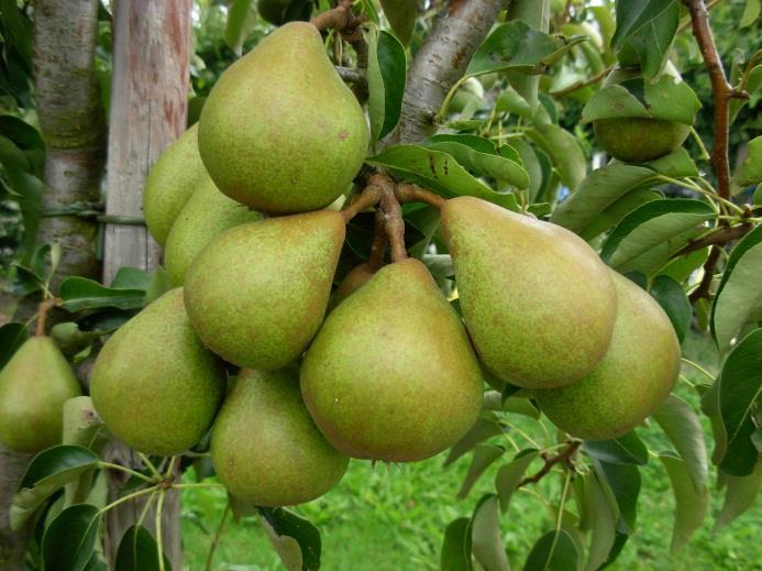 Skadegörare på päron enar i omgivningen, inom en radie på minst 500 m. Det innebär att alla markägare måste samarbeta.