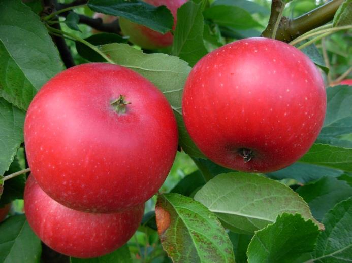 Skadegörare på äpple Fruktträdskräfta Sporer av fruktträdskräfta (Neonectria ditissima, f.d. Nectria galligena) kan spridas hela året, men särskilt under våta höstar och vintrar är infektionsrisken värst.