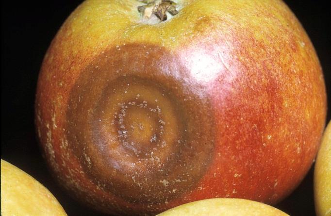 Pezicula-röta och orsakas av (Pezicula malicorticis, imp. Cryptosporiopsis curvispora). Engelskt namn är Bulls eye rot. Under lagringen uppträder den som bruna rötor, ibland med mörkare rand.