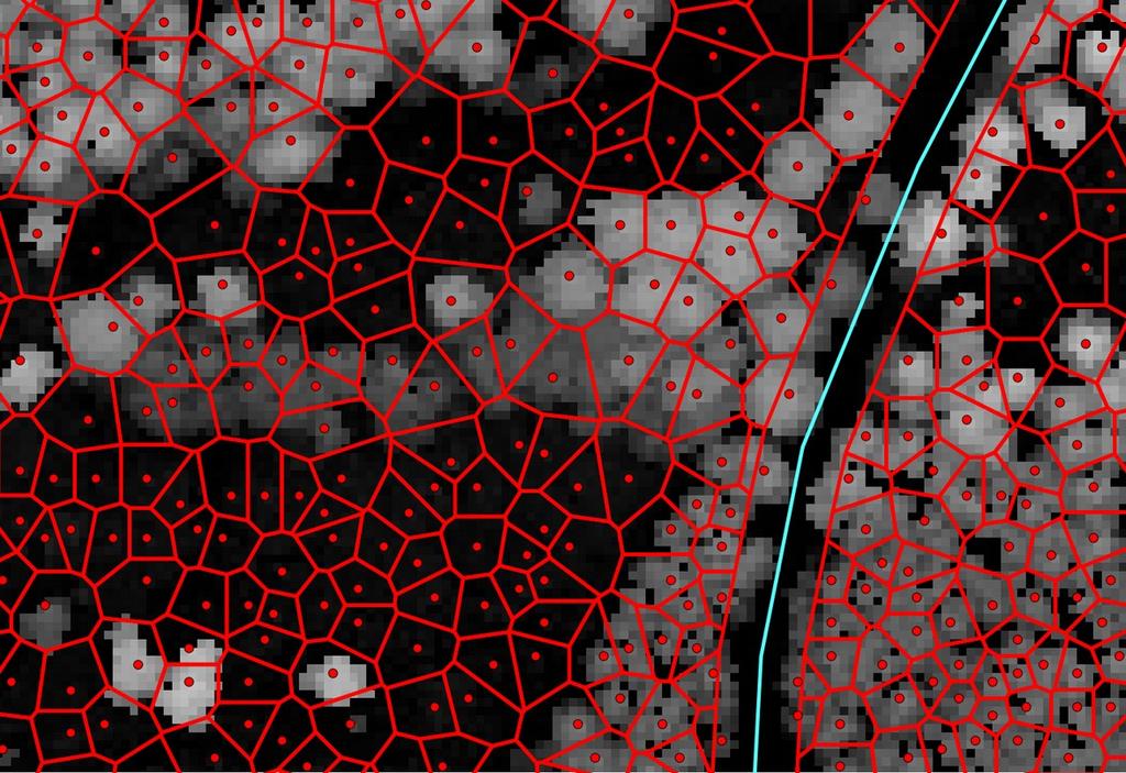 (4) Voronoi-celler skapas med hjälp av de lokala maxima (trädtopparna) och skogliga variabler extraherade ur laserdata och digitalt flygbildsdata sparas inom gränserna för varje cell.