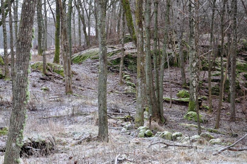 Delområde D Området består av en gles brukad ekskog, genom skogen går en äldre stenmur. Klass 3 Området kommer att fungera som en buffertzon mot det kommande naturreservatet.