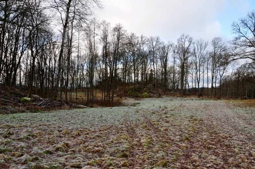 Delområde F Området består av en bergklack/kulle med klippor/berg i dagen. I området växer ek, en m.fl. Väster utanför området fanns bland annat Nepromva sp.