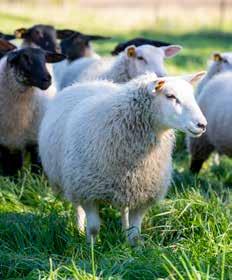 Oväntad talang: Åka skridskor och spela hockey. En medelstor fårgård har 30 tackor. Idag finns det 900 gårdar som säljer mindre än 20 lamm per år och 20 gårdar som säljer mer än 500 lamm per år.