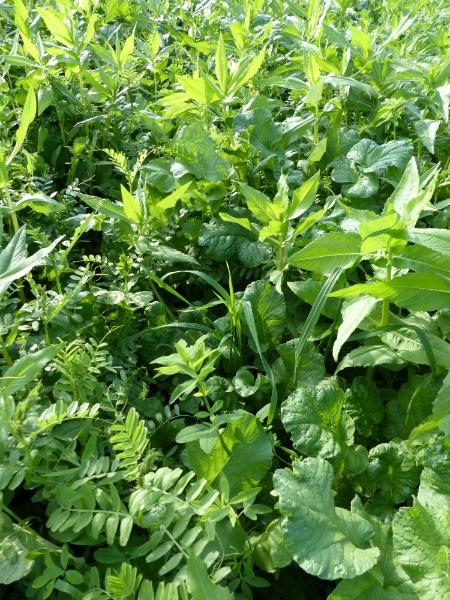 Reduction of nematodes using green manure inter crops (proj no 454 and 455) COBRI Especially for sugar beet!