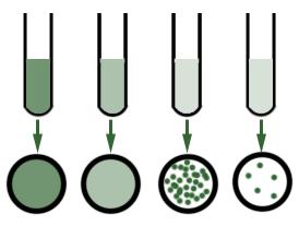 Enstaka bakterier utspridda på en lämplig näringsagarplatta kommer under inkubering att föröka sig genom enkel tudelning och så småningom ge upphov till synliga kolonier.