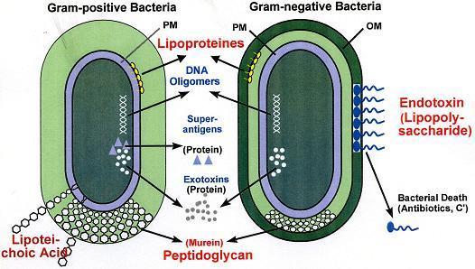 Gramfärgning Materiel Escherichia coli Staphylococcus epidermidis Staphylococcus aureus Bacillus subtilis Salmonella sp Proteus mirabilis Streptococcus sp Kristallviolett Aceton-etanol blandning