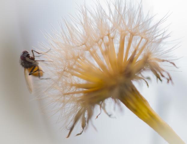 Hedersomnämnande Birgitta Immerthal: Mjuk landning "Insekten skarp, bra.