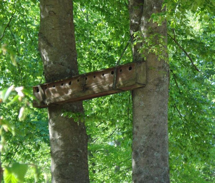 markbeläggning Vegetation som stärker de befintliga