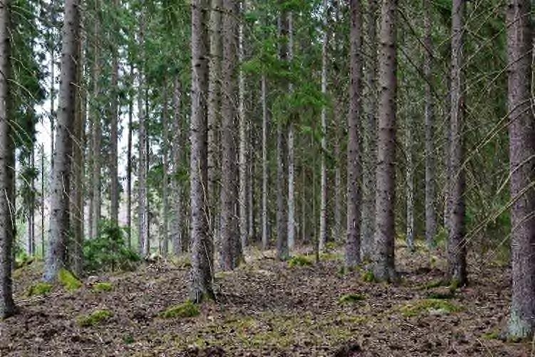 Besiktning Fastigheten förvärvas i det skick den faktiskt befinner sig i på kontraktsdagen och köparen måste därför göra en grundlig undersökning av fastigheten.