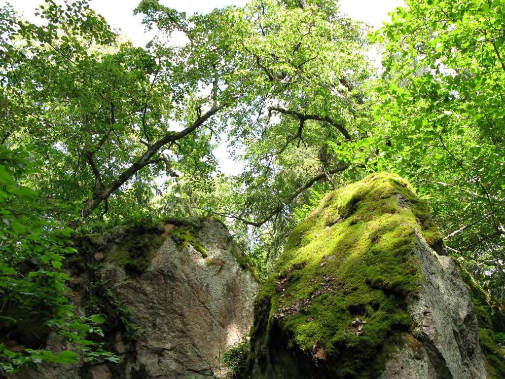 Område 9, Norrdal. Områdets nummer: 9 Lokal och datum: Norrdal Flera knotiga lindar (ca 50 cm) bland stora stenblock.