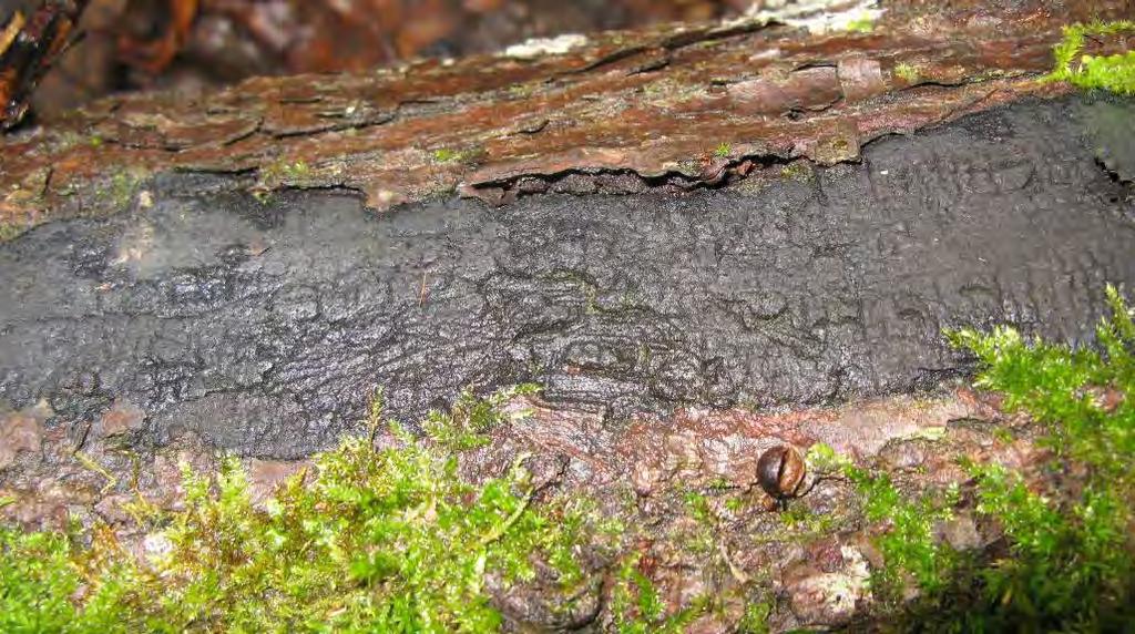 Linddyna vid Lydingesjön. Fynd av denna svamp har därför markerats särskilt i rapporten, liksom fynden av skalbaggar som omfattas av åtgärdsprogrammet.