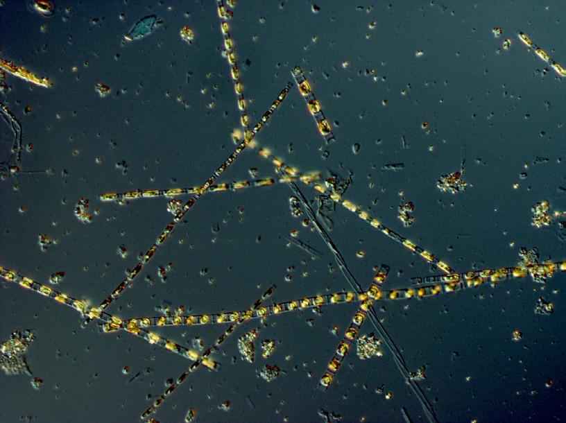 The dinoflagellate Ceratium tripos was also found in relatively high cell numbers. The chlorophyll concentrations were low but within normal for this month.