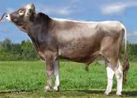 2016 TMI % Milk MI % Milk kg +0 Fat % -0,21 Fat kg +23 Protein % -0,10 +26 Beef FW 91% Daily net gain Carcasse perc.. 91 EUROP trade cl.