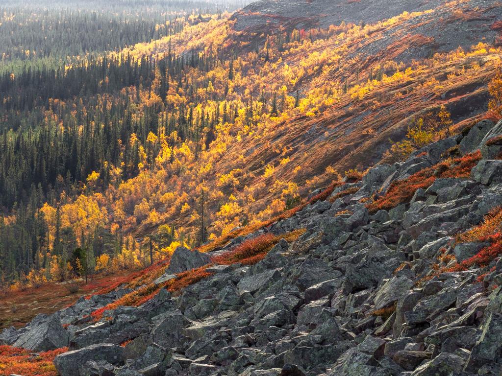 Höstfärger i Fulufjället 2019 Klicka här för att boka Fulufjället 2019!