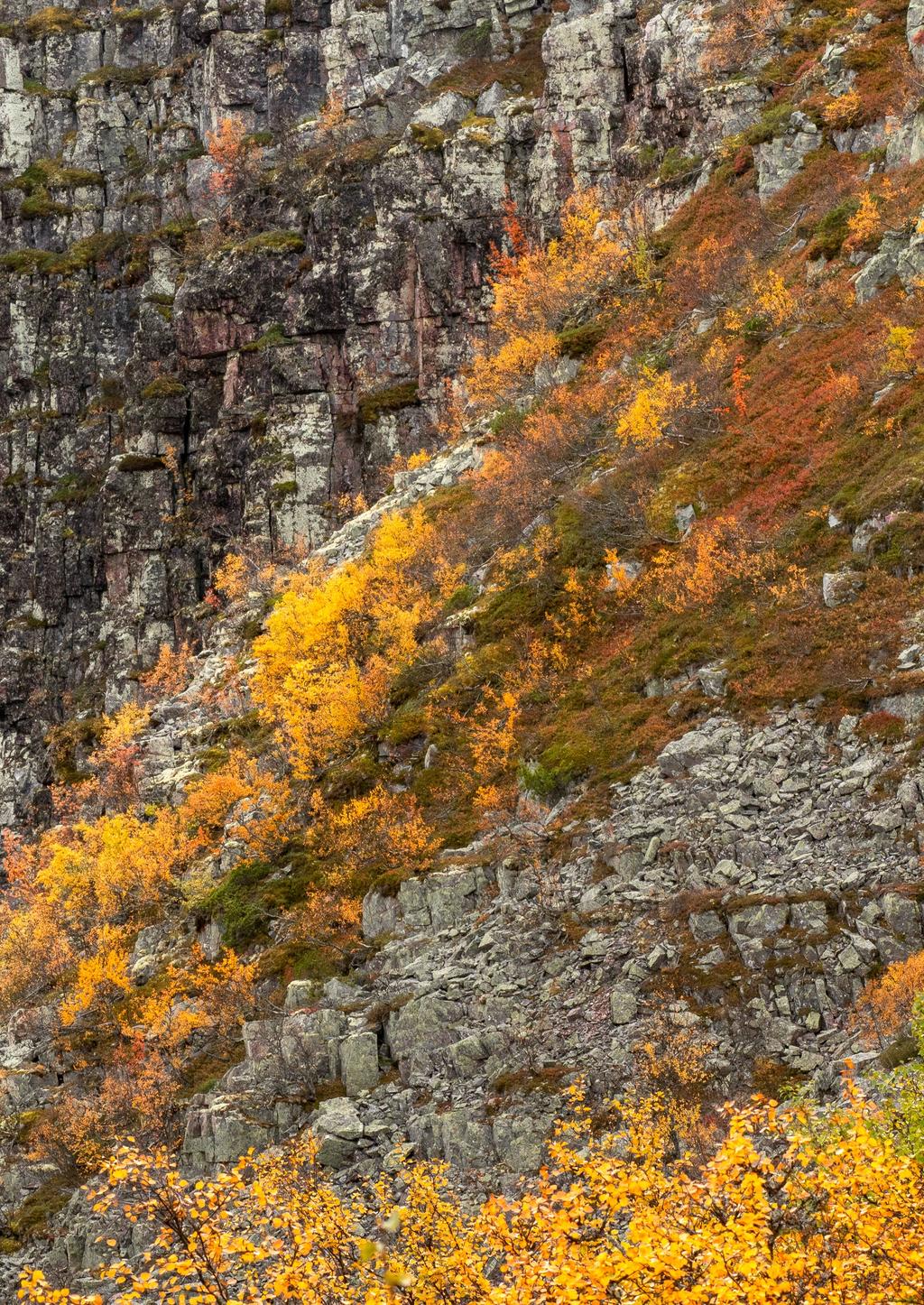Här har vi fjällets natur precis utanför