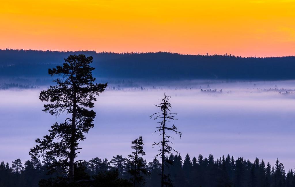 Fjällbjörk med en lång slutartid. I vilken miljö du fotograferar lavskrikan i är väldigt viktigt. Många besökare strövar endast runt på öppna platser där ljuset är skarpt.