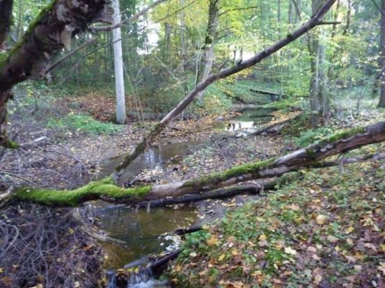 Våtmarken i huvudfåran uppströms Strömsbergsdammen kan utgöra en viktig resurs i ett område där landskapets lutning gör att liknande öppna