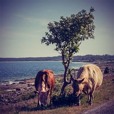 Inställningen på bilden skapar ett brandgult genomsläpp.