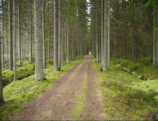 Krösnabanan Ultra 13 oktober 2018 Ta chansen att pusha dina gränser på en lättsprungen och höstvacker ultratrail längs en gammal klassisk järnvägsled.